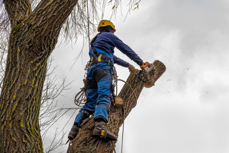 Pourquoi l'élagage des arbres est essentiel à leur santé et votre sécurité