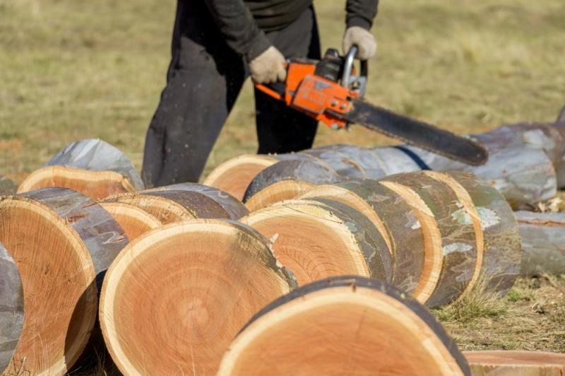 Quand et comment proc&eacute;der &agrave; l'abattage des arbres &agrave; Limersheim ?